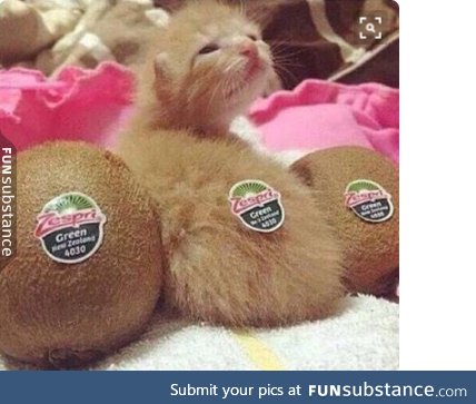 hey... i'm a kitten not a kiwi