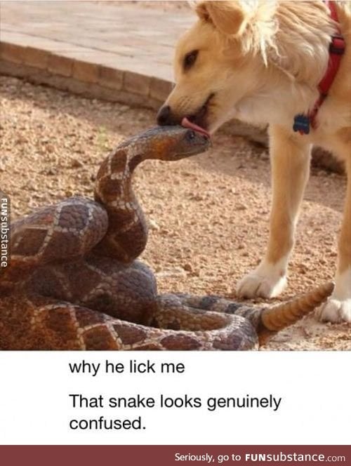 Snek and Doggo