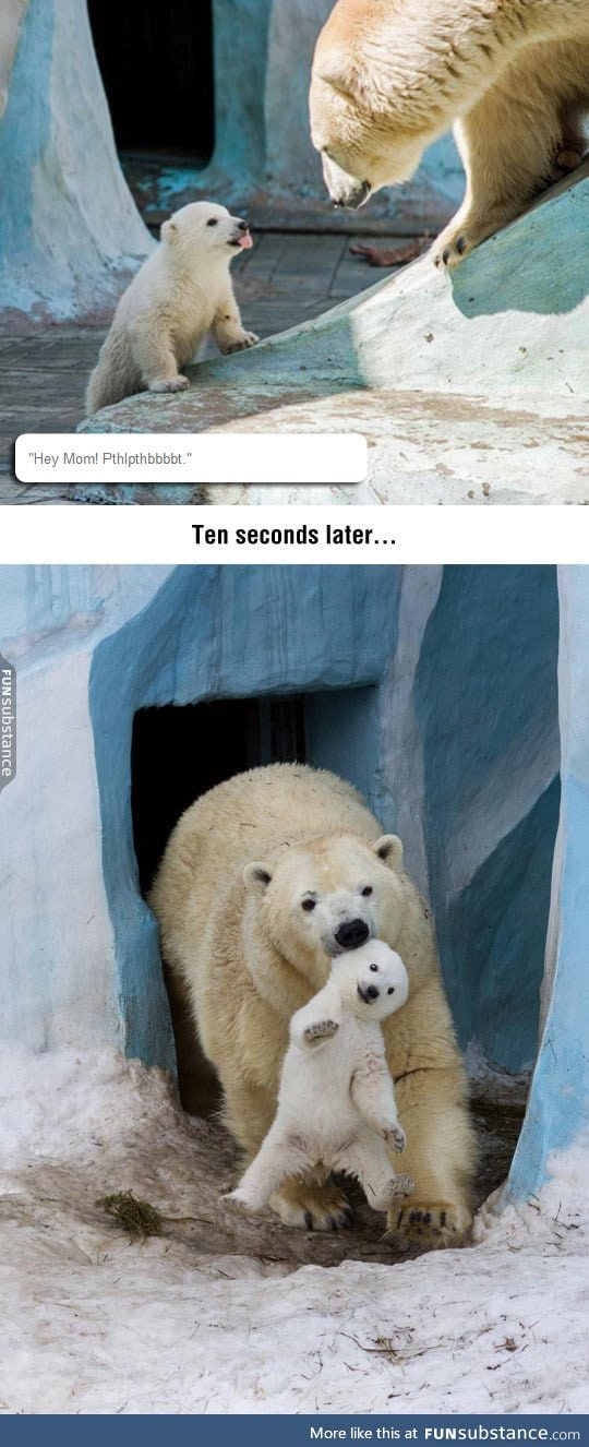 Disrespectful polar bear