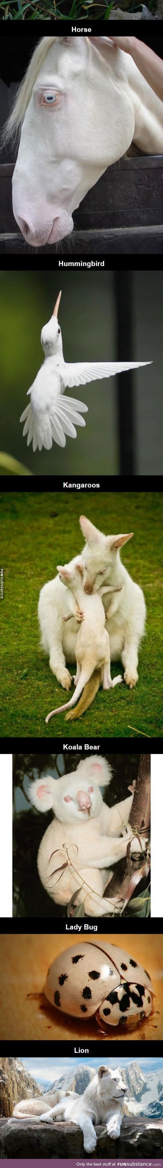 Rare albino animals