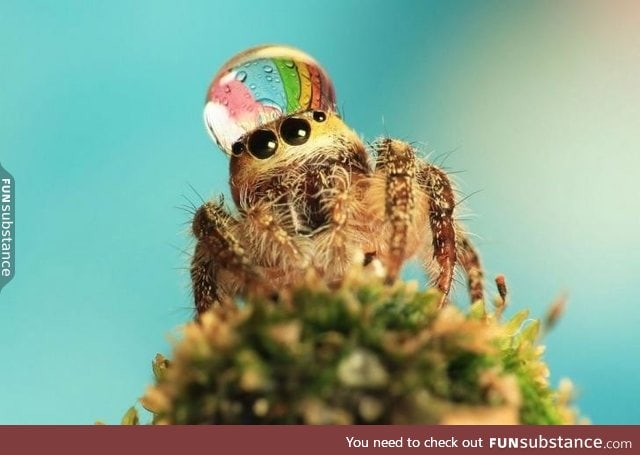 Spider wearing dewdrop as a fancy hat