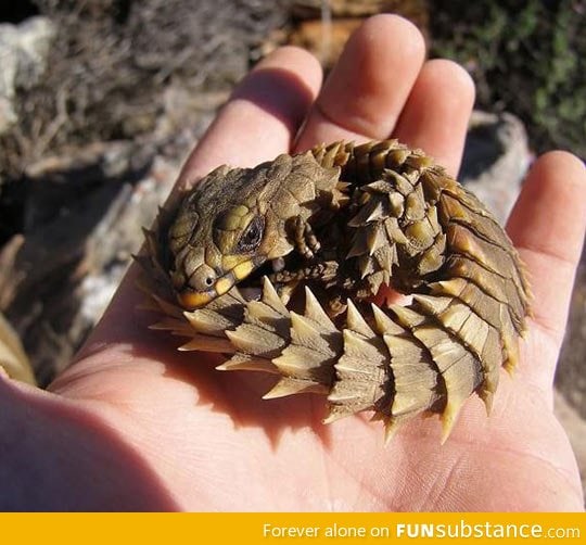 Armadillo Lizard also know as Baby Dragon