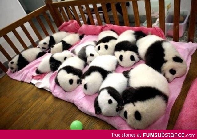 Baby Pandas