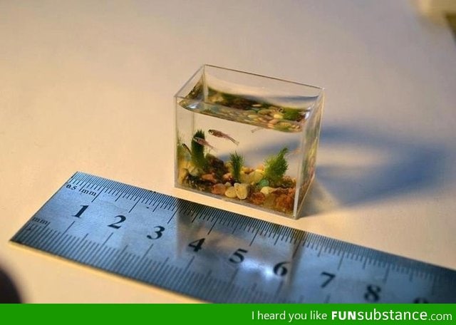 Small fish tank