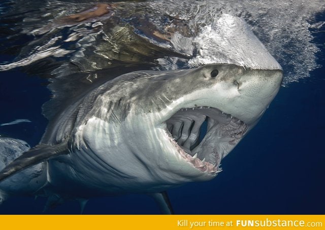 The gills of a great white