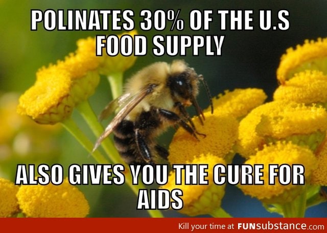 Good Guy Bee