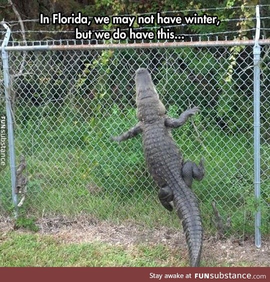 Florida is basically the australia of america