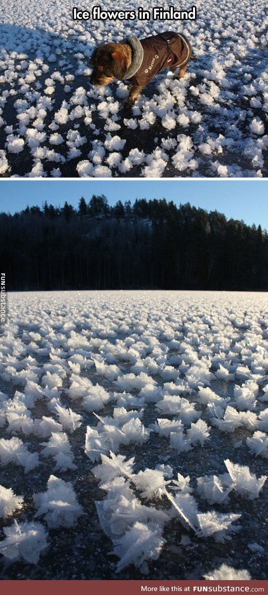 Ice flowers