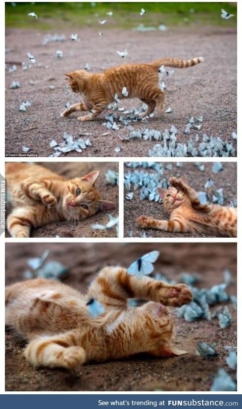 Kitty playing in field of butterflies