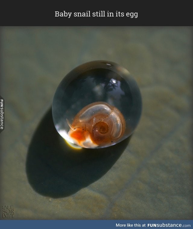 Baby snail still in its egg