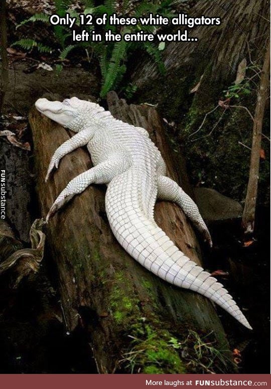 Albino alligator