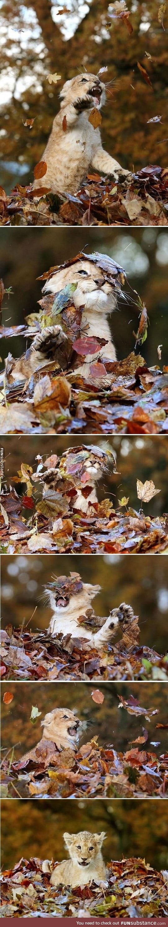 Tiny baby lion playing with leaves