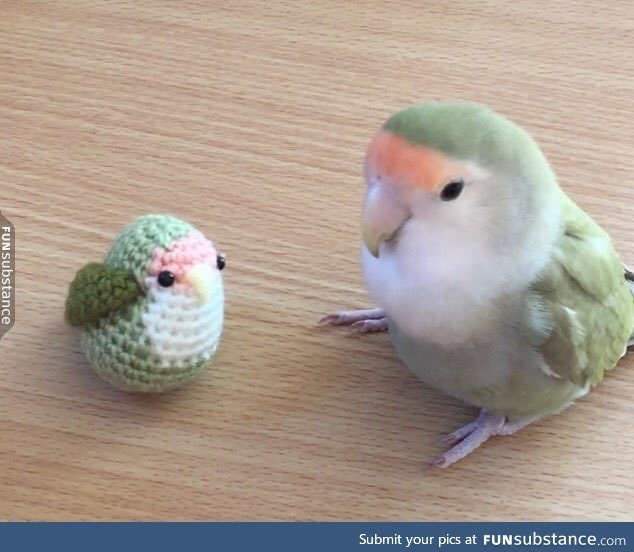 Birb makes a smol friend