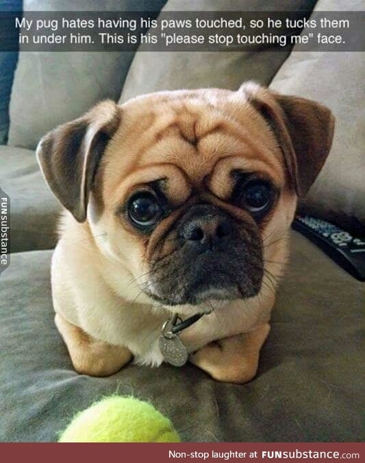 Lil pug