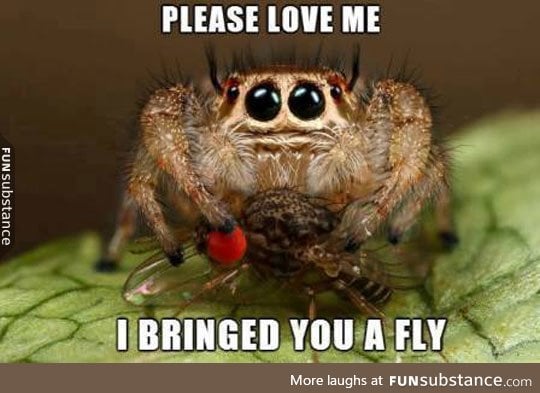 Spider bro just wants love