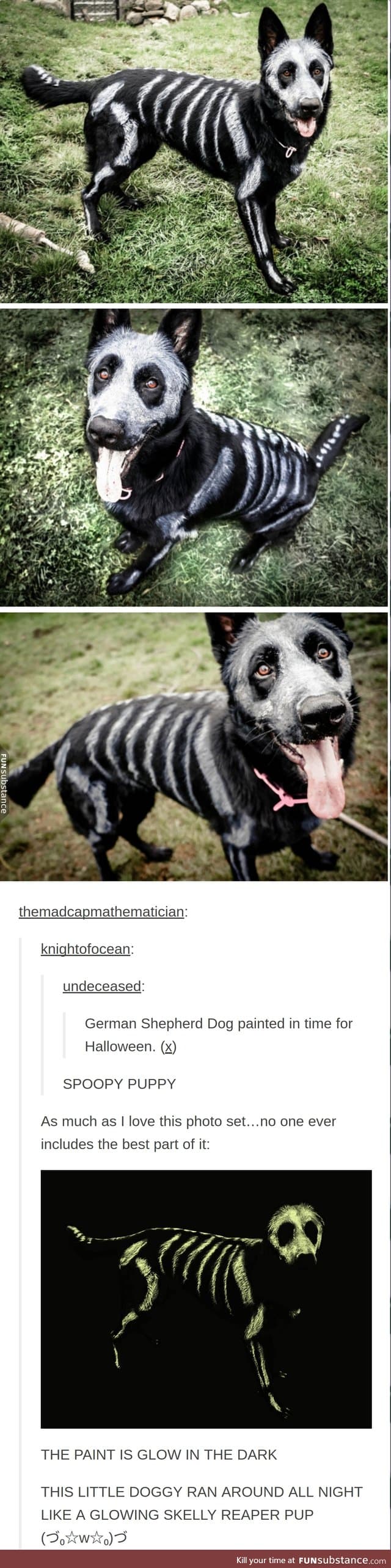 THE MOST FANTASTIC HALLOWEEN DOG