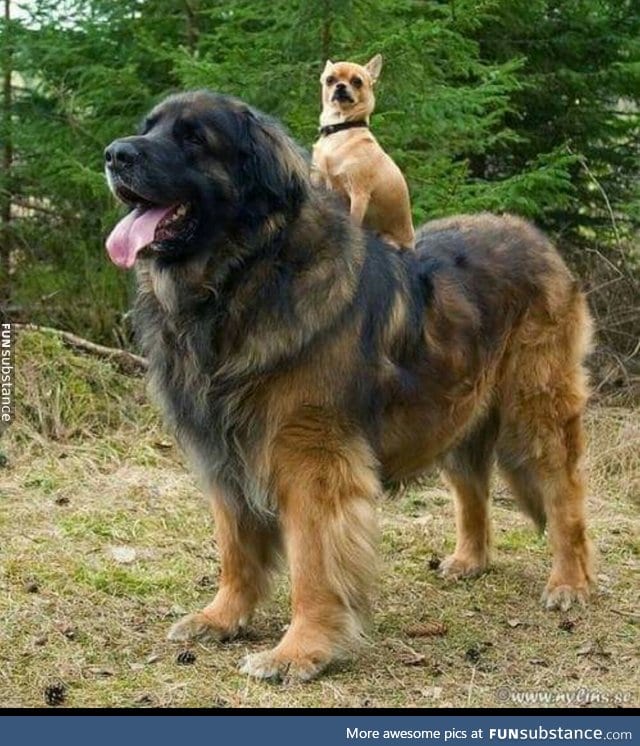 Onward my Valiant steed