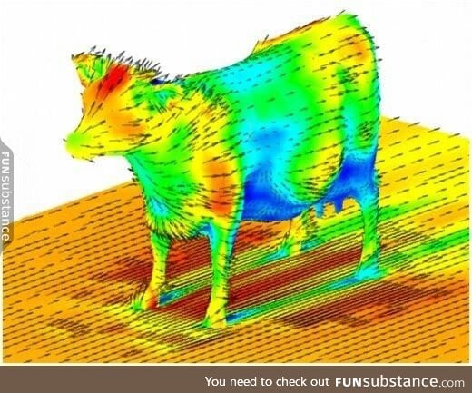 Aerodynamics of a cow