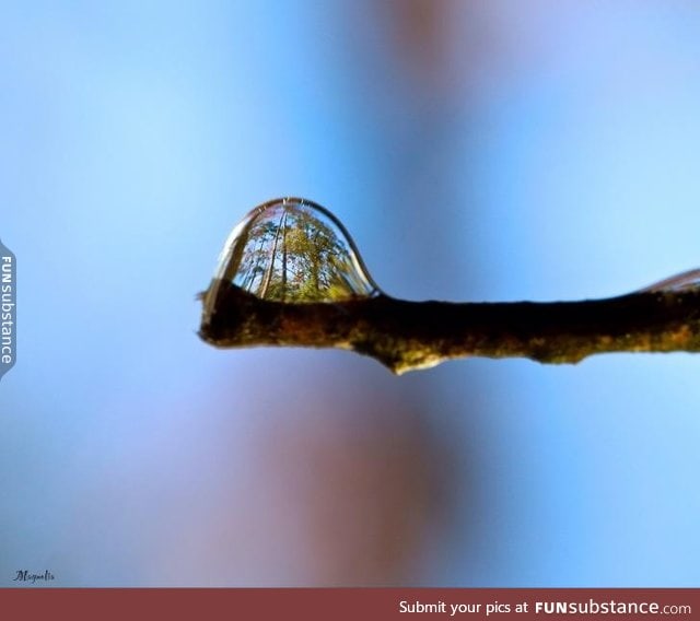 Trees reflected in a water droplet