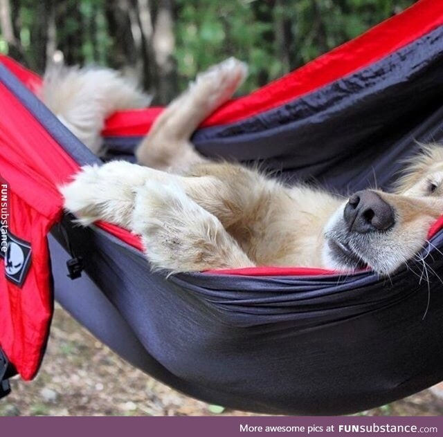 vv tired granola pupper doin a relax