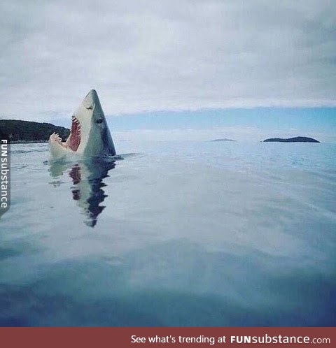 Shark stubbed its toe on a coral reef