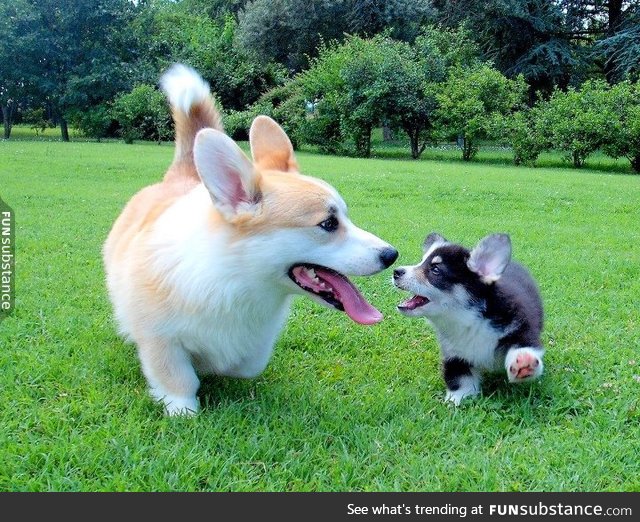 big corgo n smol corger do a play