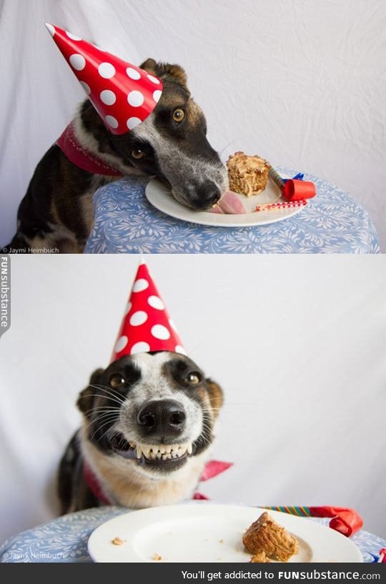 Dog's Birthday Party