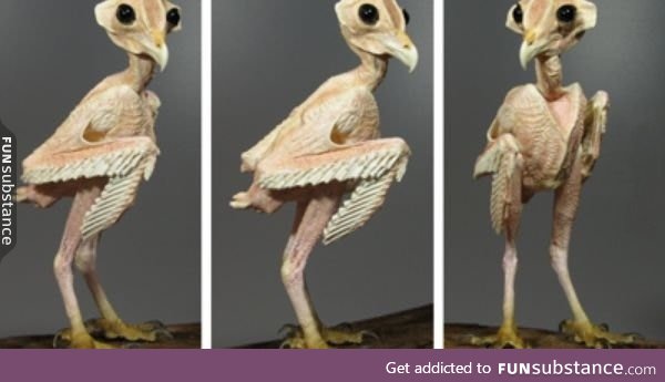 Ever wondered what an owl without feathers would look like?