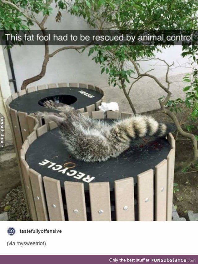 Raccoons are a blessing