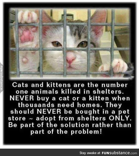 Save the Cats