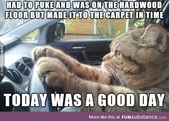 Every Cat's Successful Day