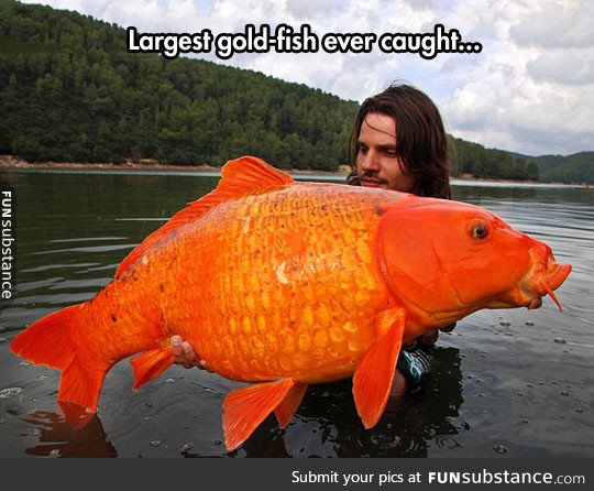 Giant orange koi carp