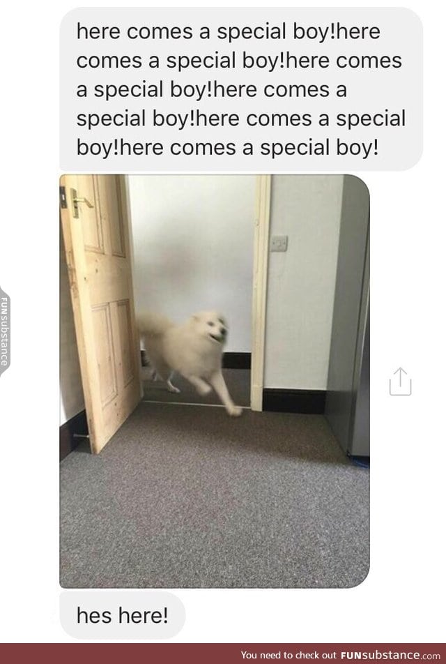 all doggos r speshal boys!!