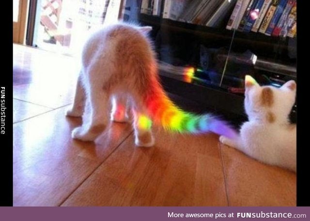 V rare rainbo kitter