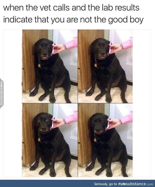 Good boy