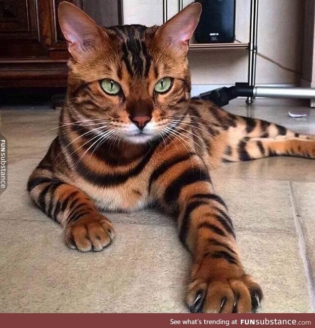 Mini tiger