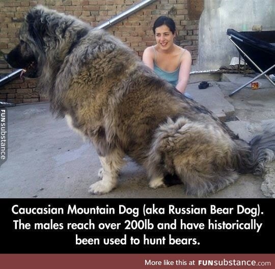 Bear dog