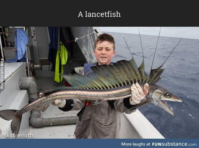 A lancetfish