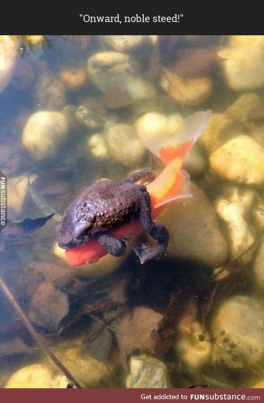 You can actually ride a fish