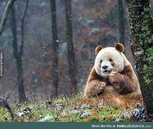 Qizai, the only brown panda in the world!