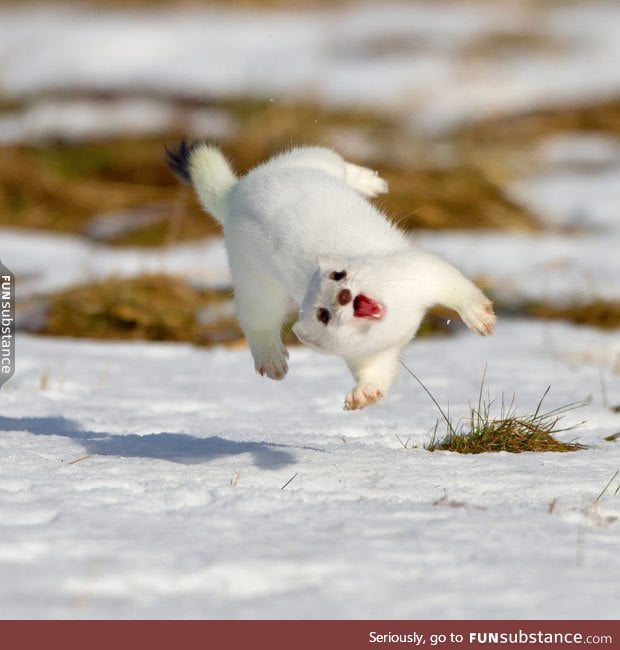 One happy little stoat.