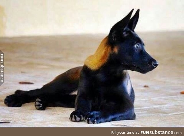 A sable coloured Belgian Malinois.