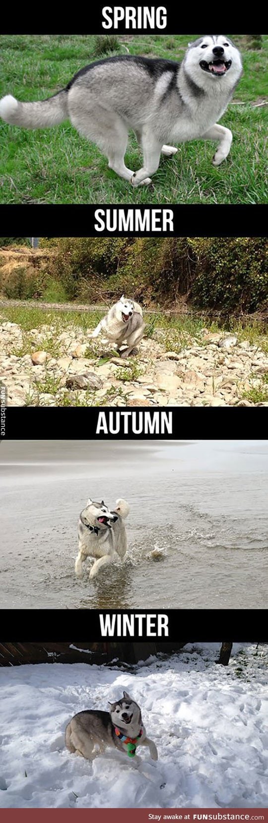 Husky during different seasons