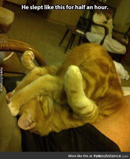 Cats can sleep in any position