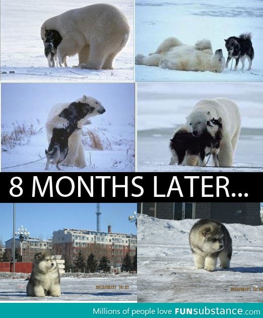 Polardog?