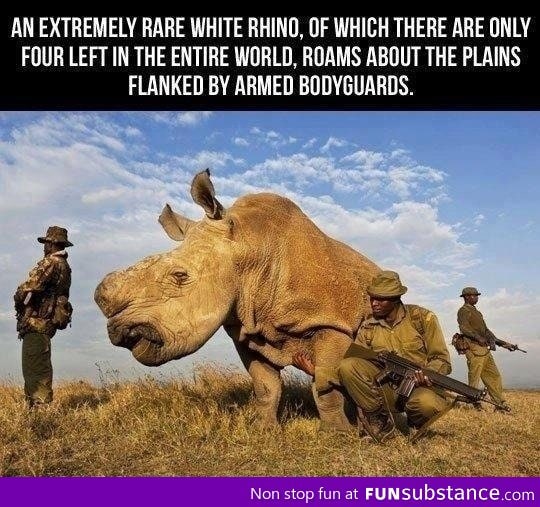 Rhino Boss