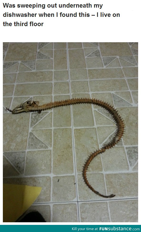 Snake skeleton!!