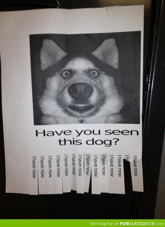 Have you seen this dog?