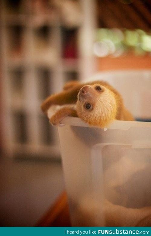 Baby sloth:)