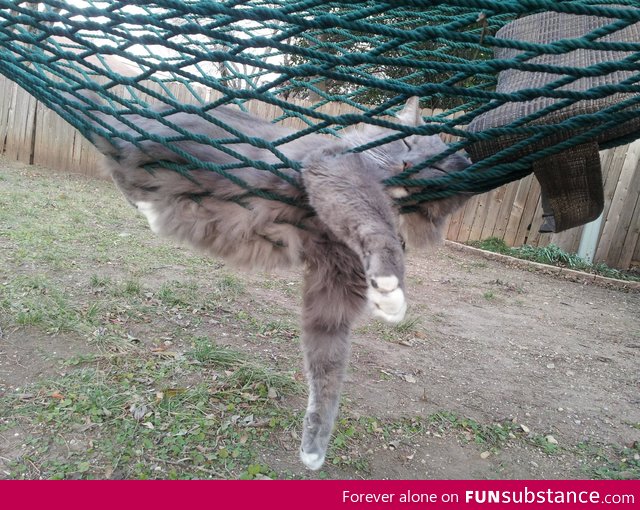 Our cat LOVES the hammock